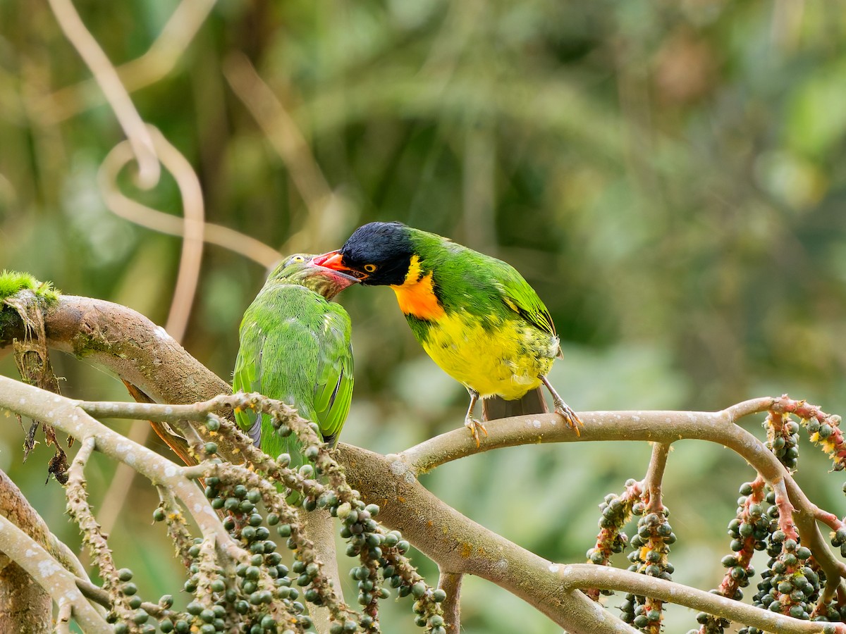 Orange-breasted Fruiteater - ML646583032