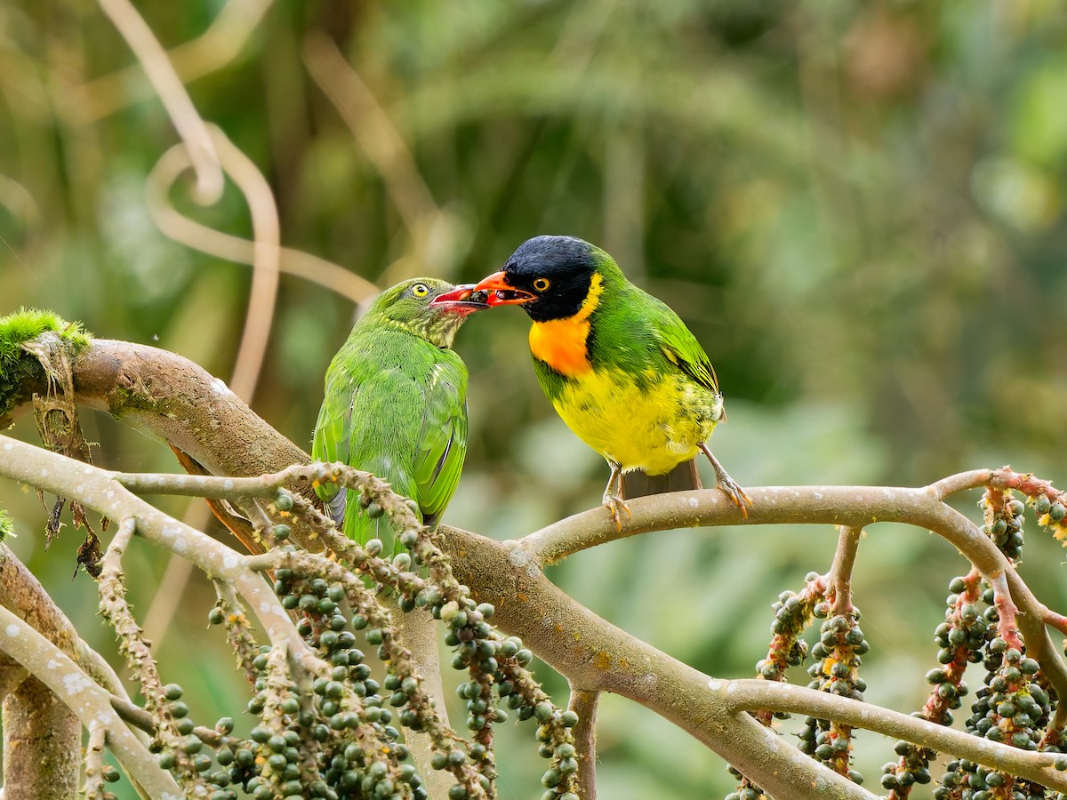 Orange-breasted Fruiteater - ML646583033