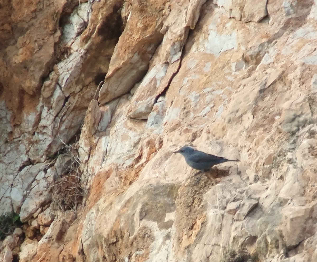 צוקית בודדת - ML646583034