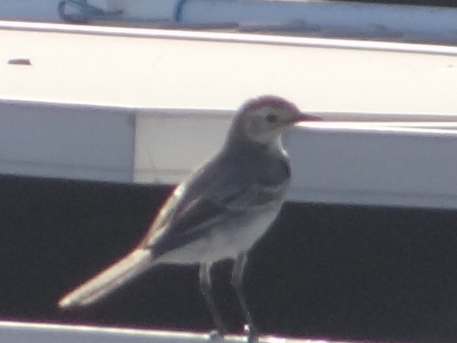 Gray Wagtail - ML646583035