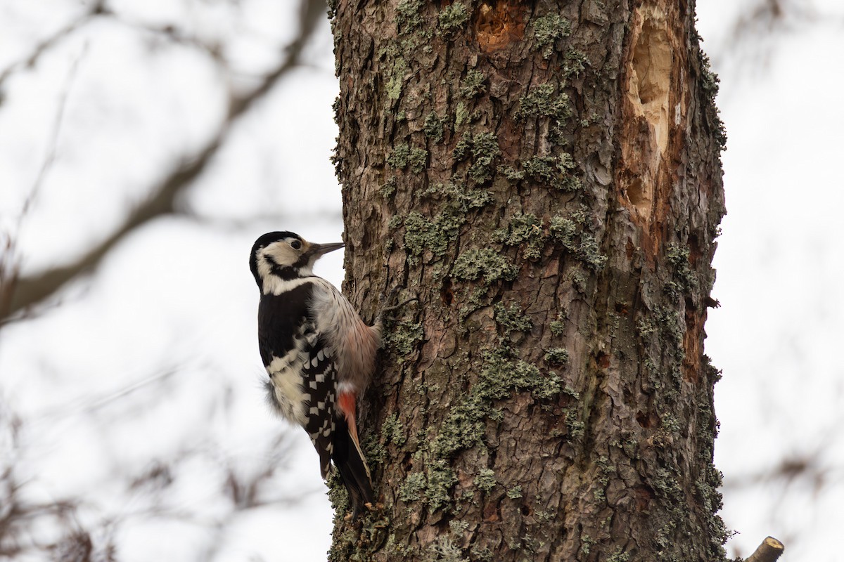 White-backed Woodpecker - ML646583041