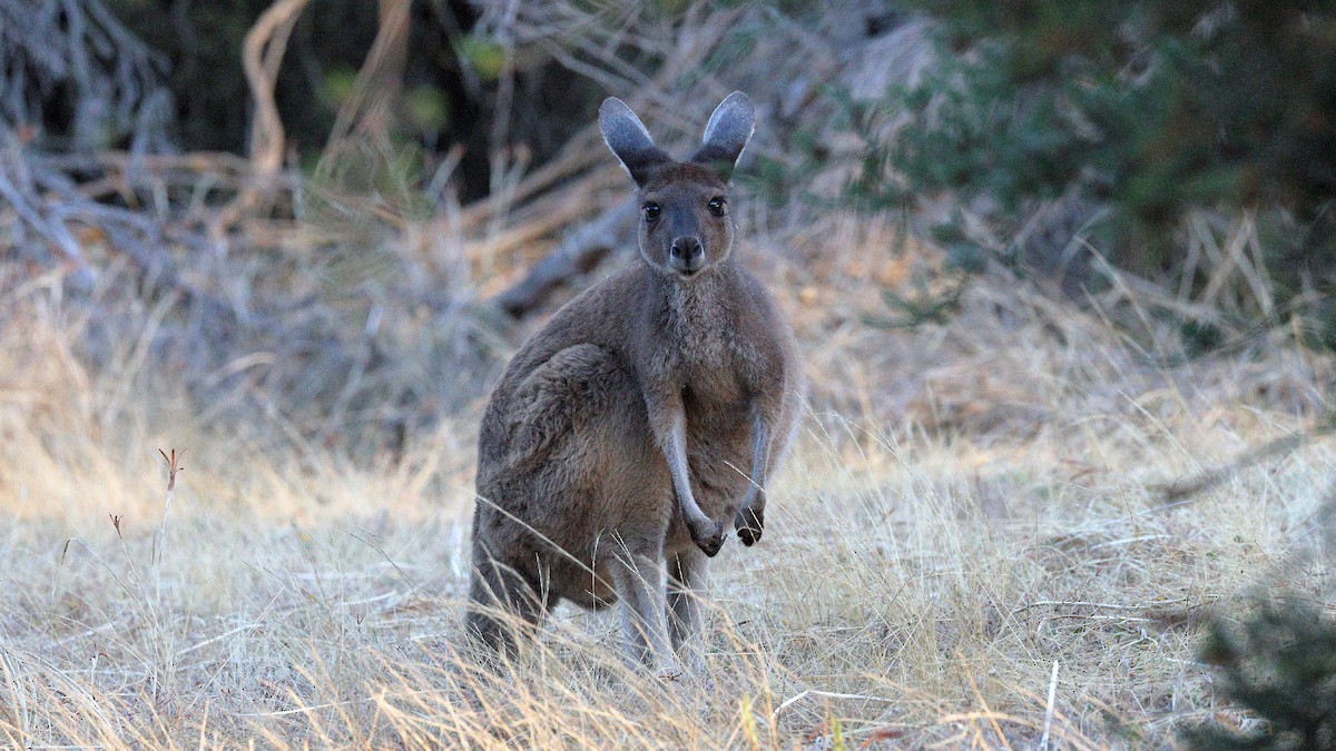 Mainland Western Grey Kangaroo - ML646583042
