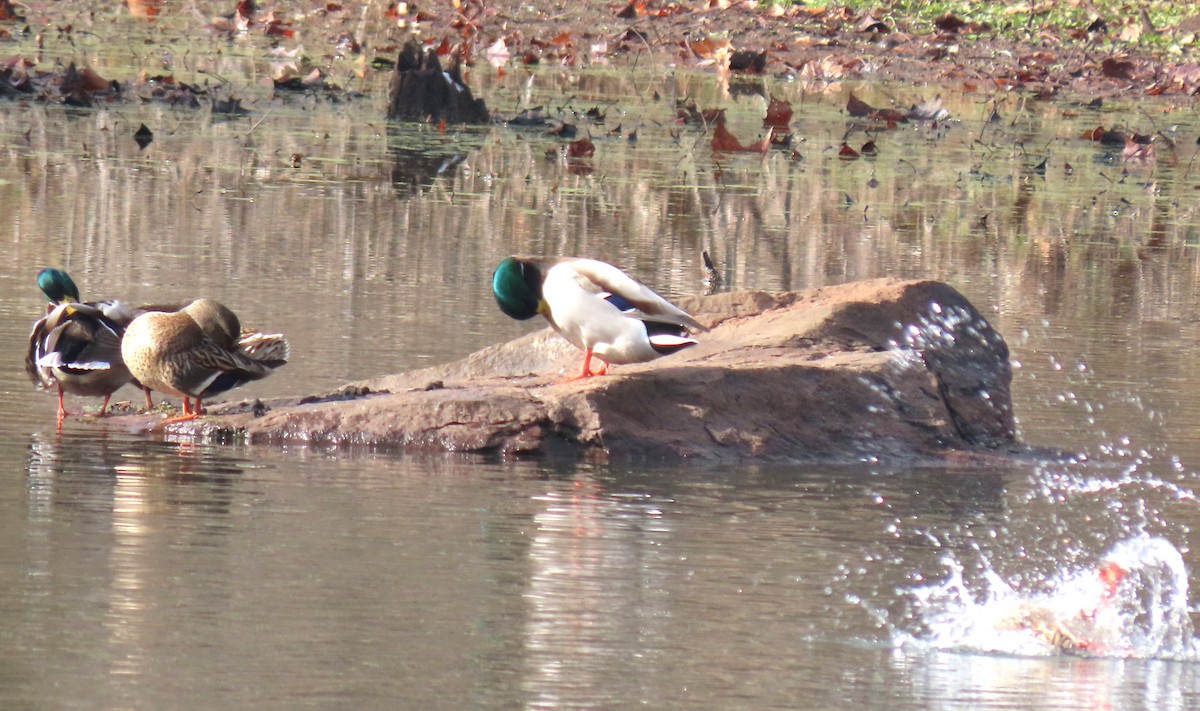 Mallard - ML646583045