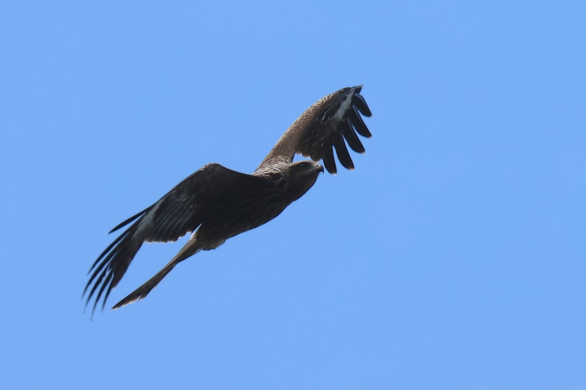 luňák hnědý (ssp. lineatus/formosanus) - ML646583046