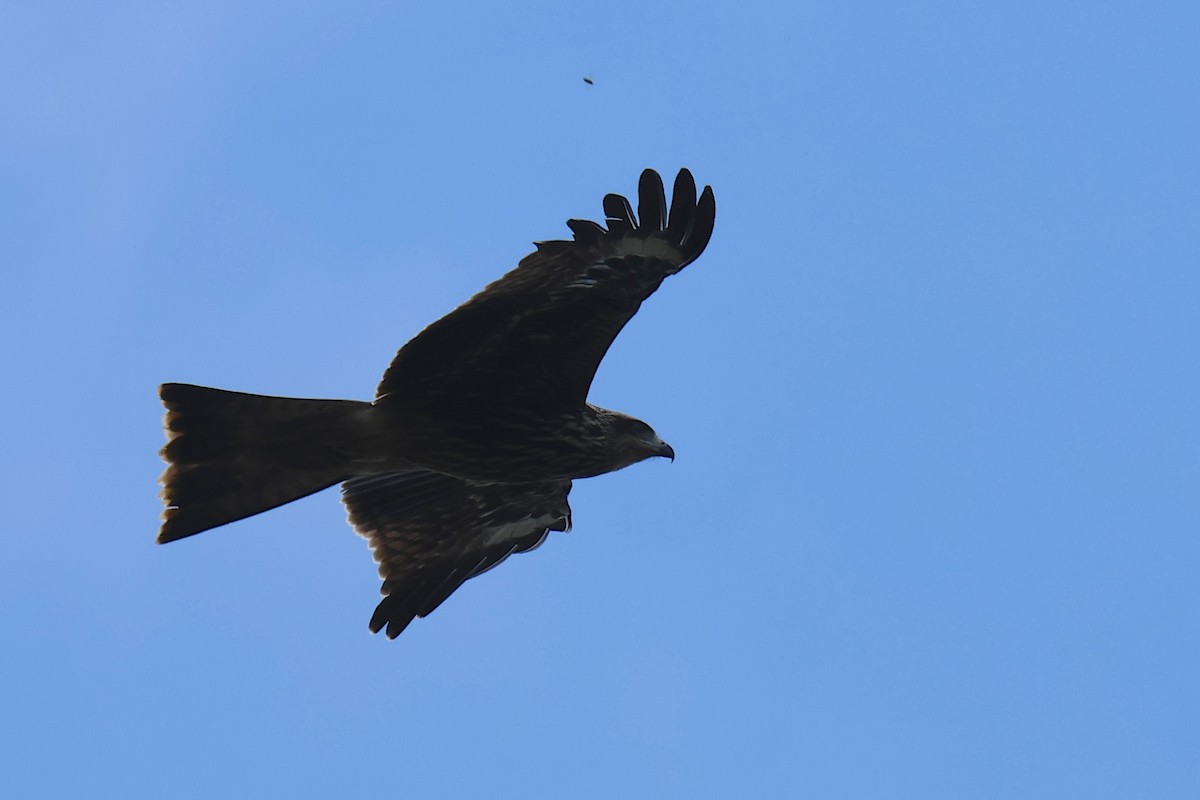 luňák hnědý (ssp. lineatus/formosanus) - ML646583047