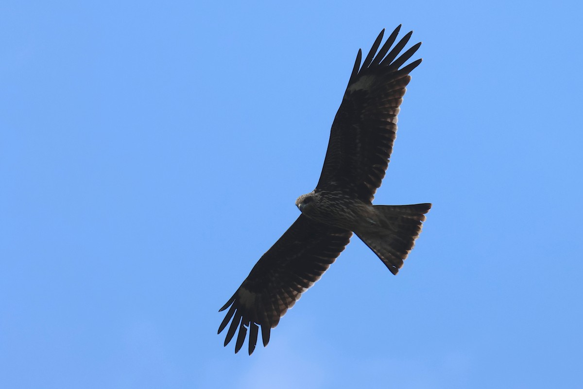 luňák hnědý (ssp. lineatus/formosanus) - ML646583048