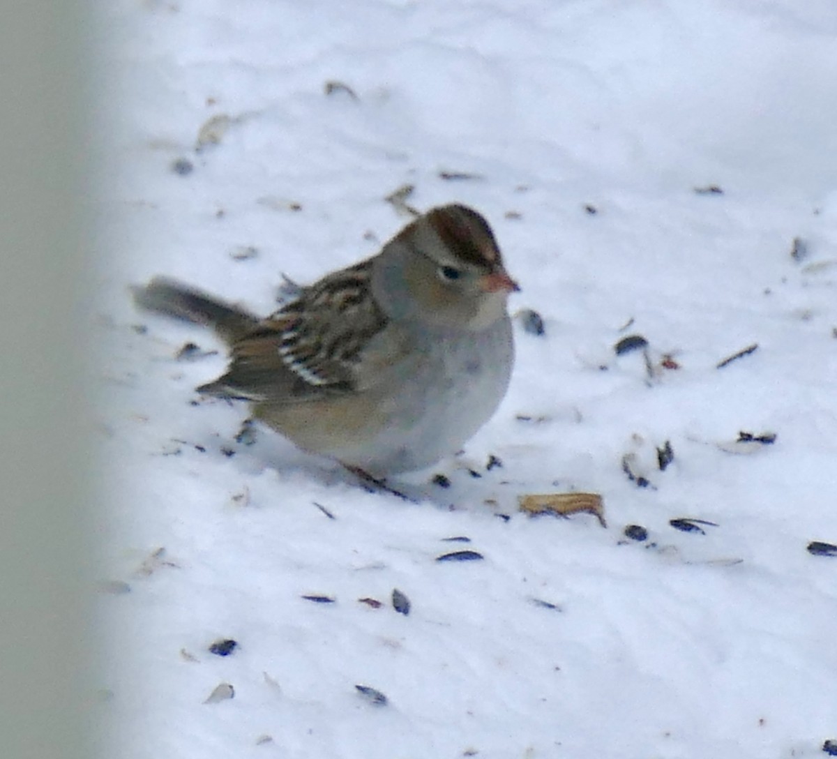 White-crowned Sparrow - ML646583049
