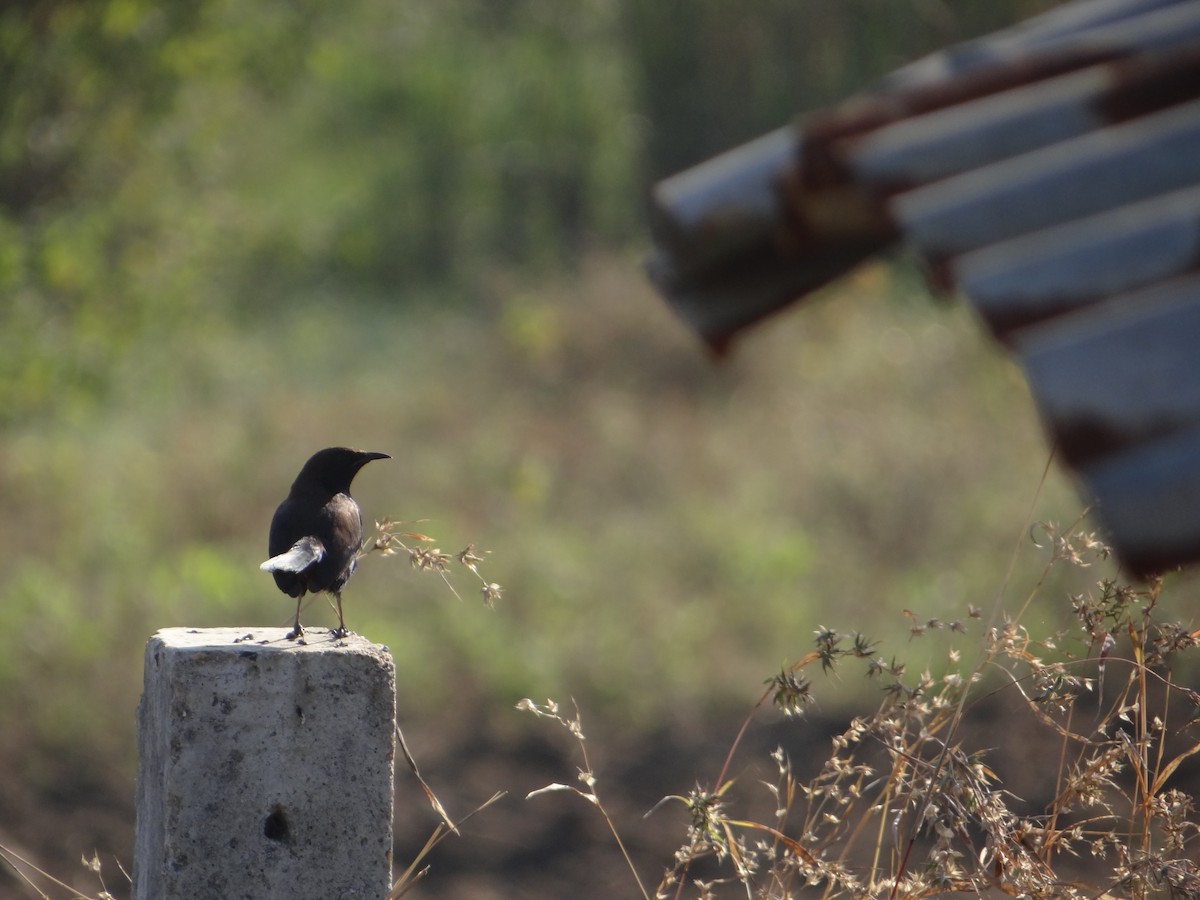 Indian Robin - ML646583050