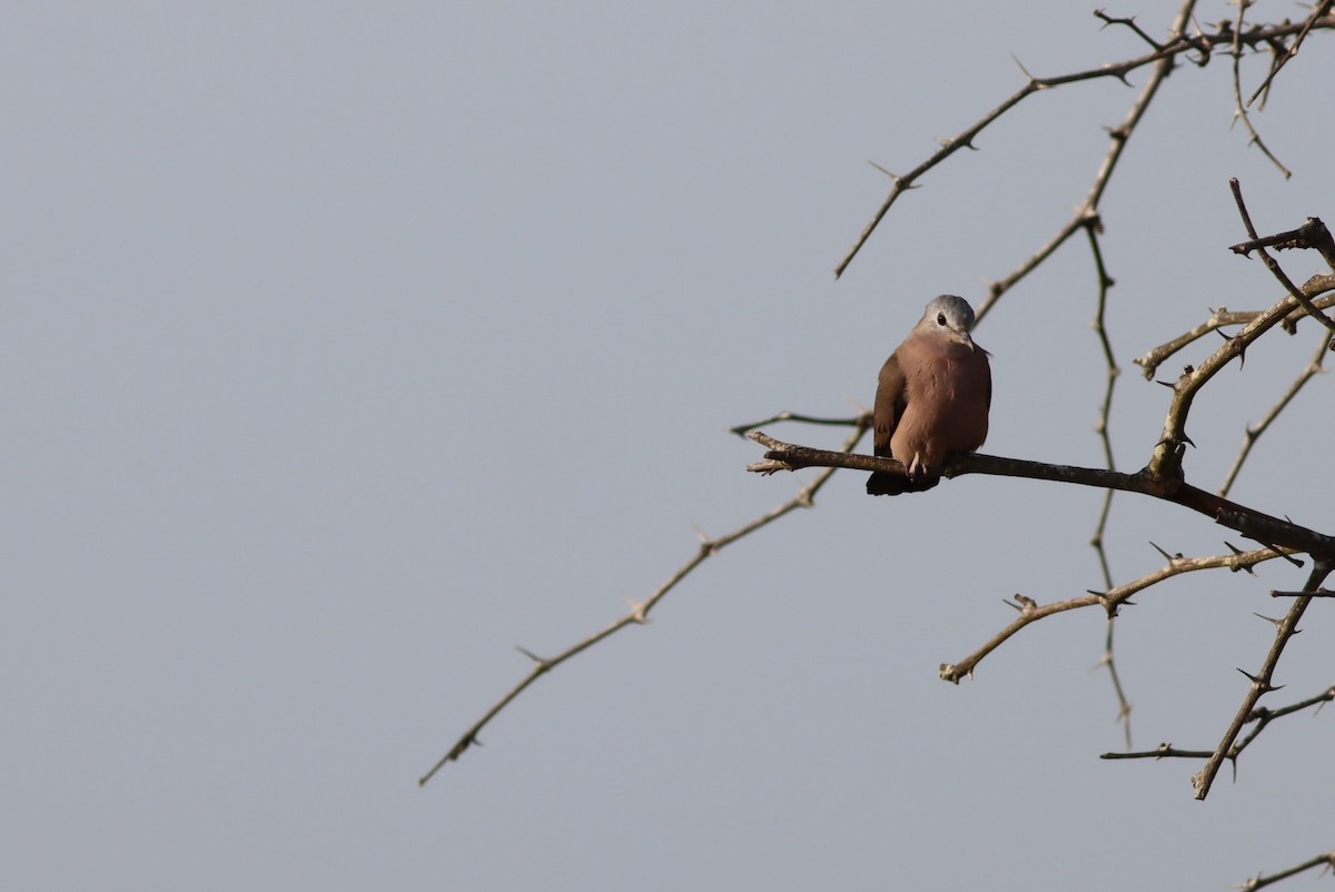 Emerald-spotted Wood-Dove - ML646583051