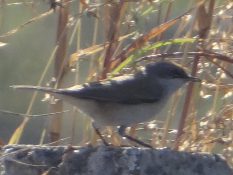 Lesser Whitethroat - ML646583056