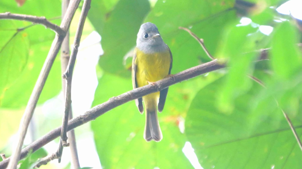 Сероголовая комароловка - ML646583057