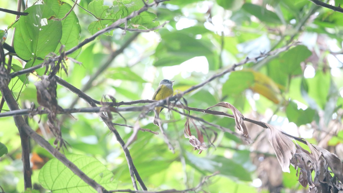 Сероголовая комароловка - ML646583058