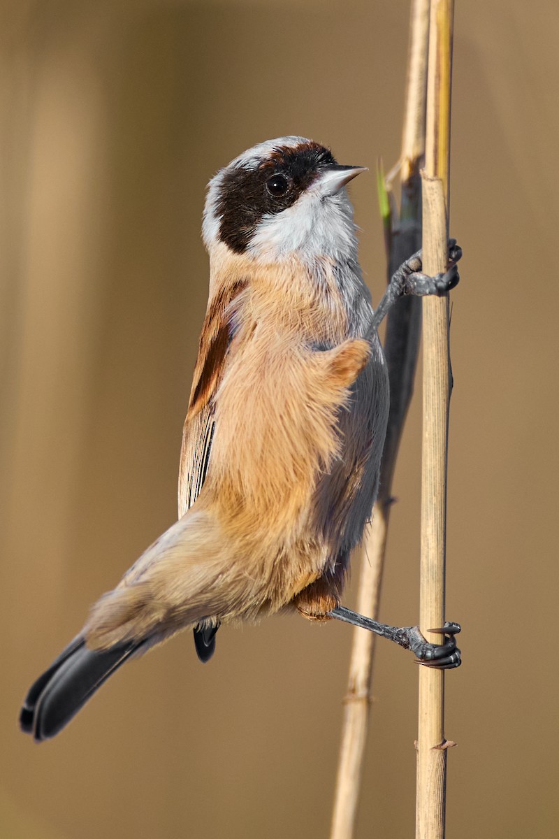 Eurasian Penduline-Tit - ML646583061