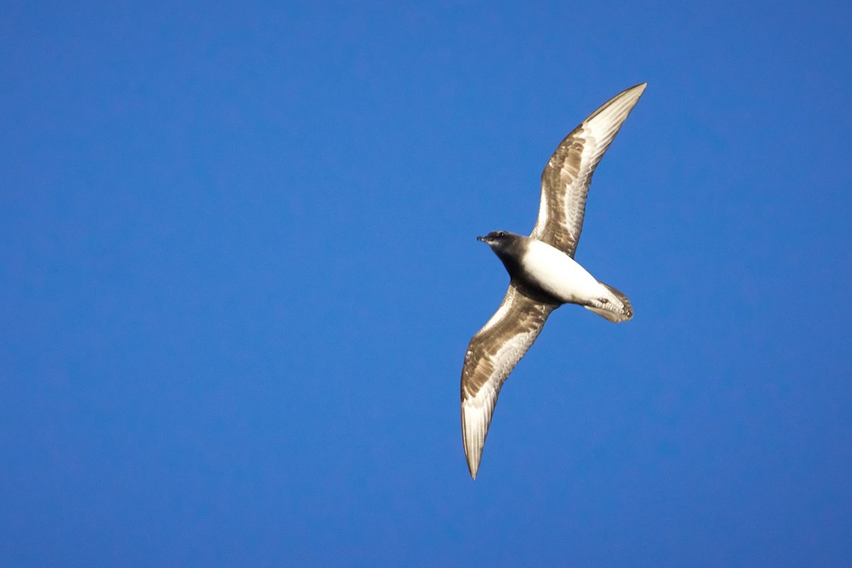 Phoenix Petrel - ML646583062