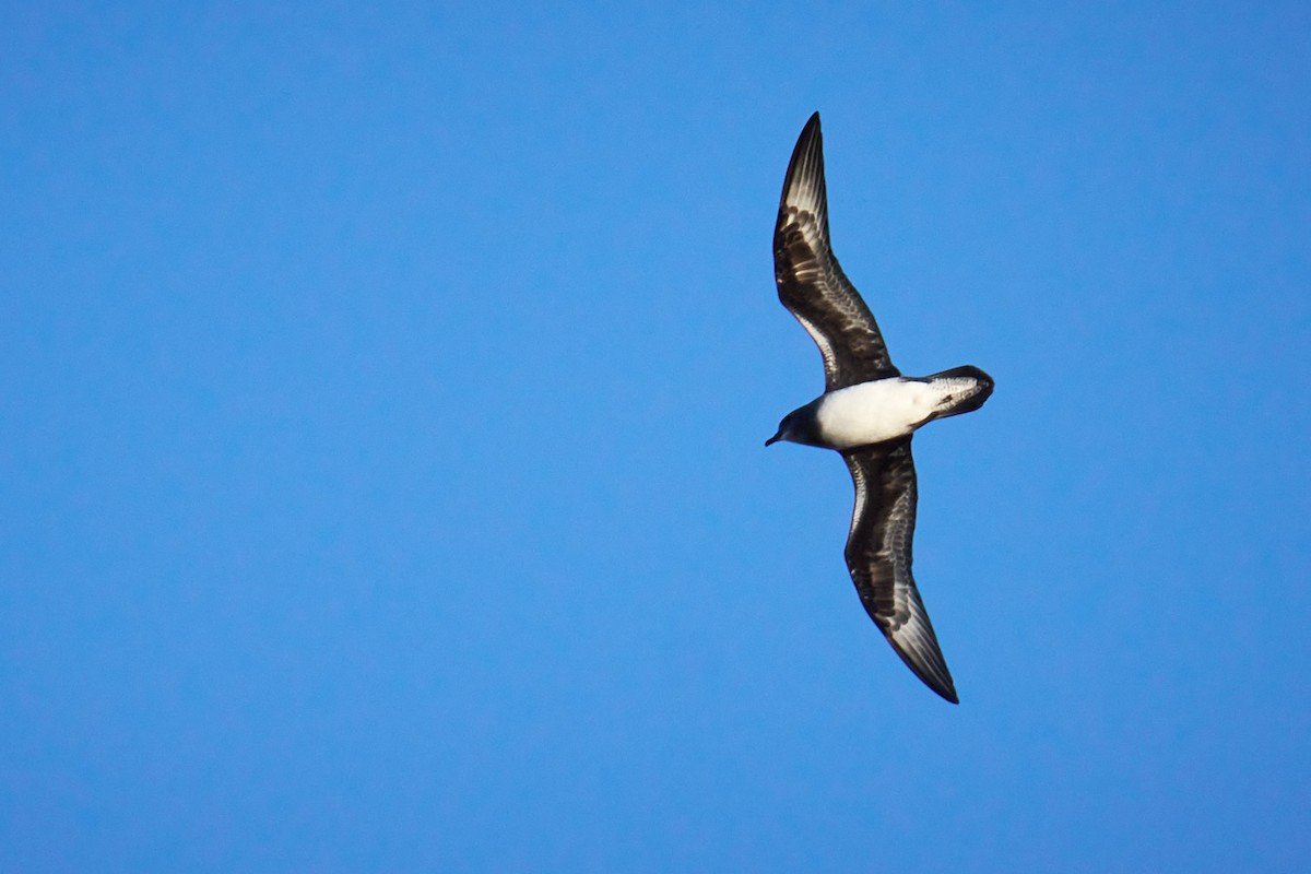 Phoenix Petrel - ML646583063