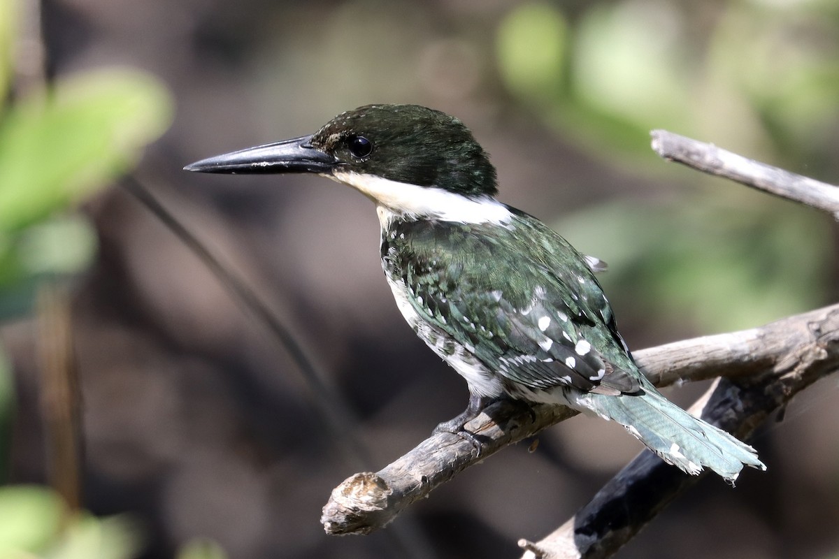 Green Kingfisher - ML646583065