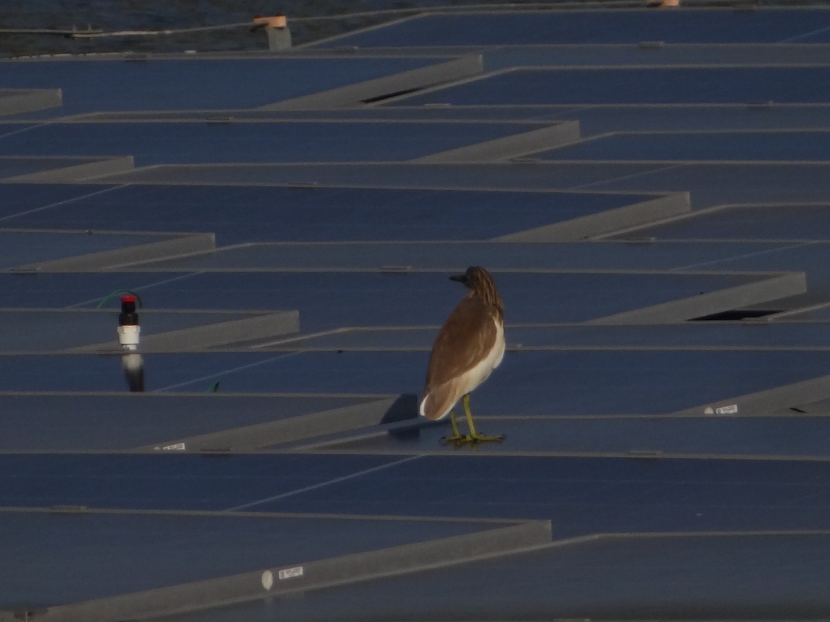 Paddyreiher - ML646583066