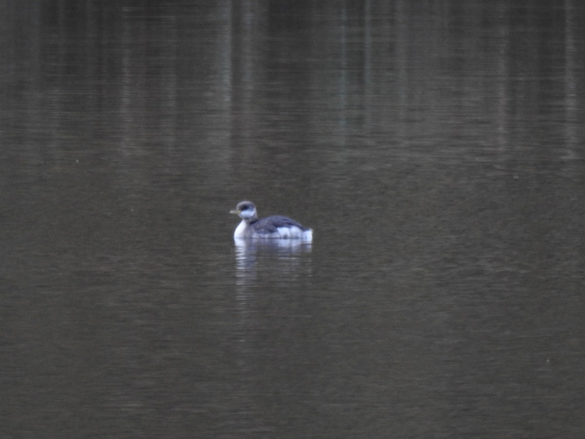 Svasso collorosso - ML646583067