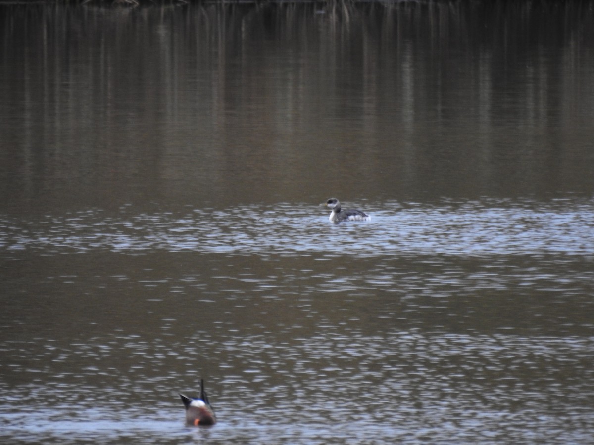 Svasso collorosso - ML646583068