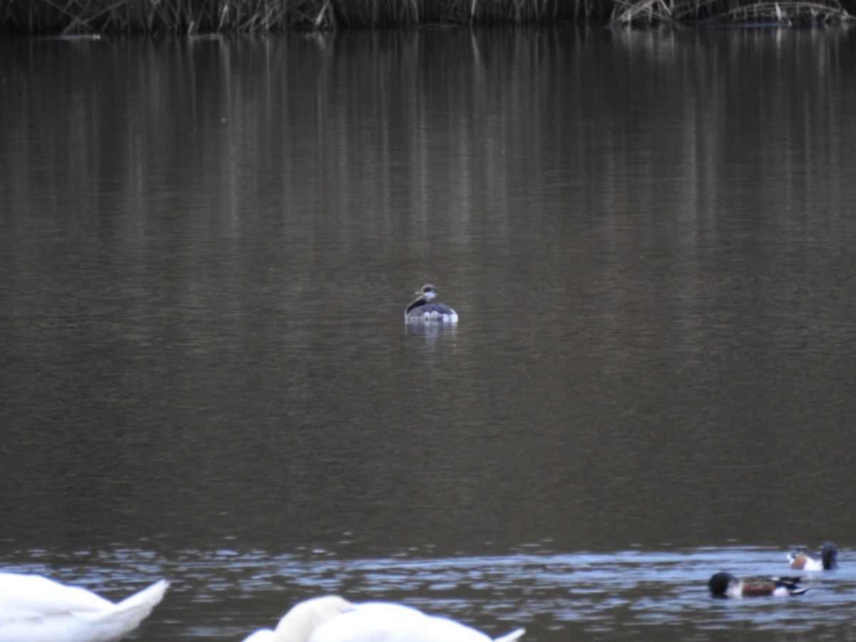 Svasso collorosso - ML646583069