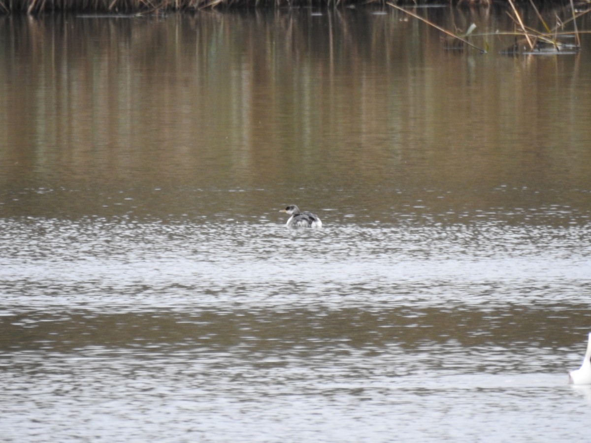 Svasso collorosso - ML646583070