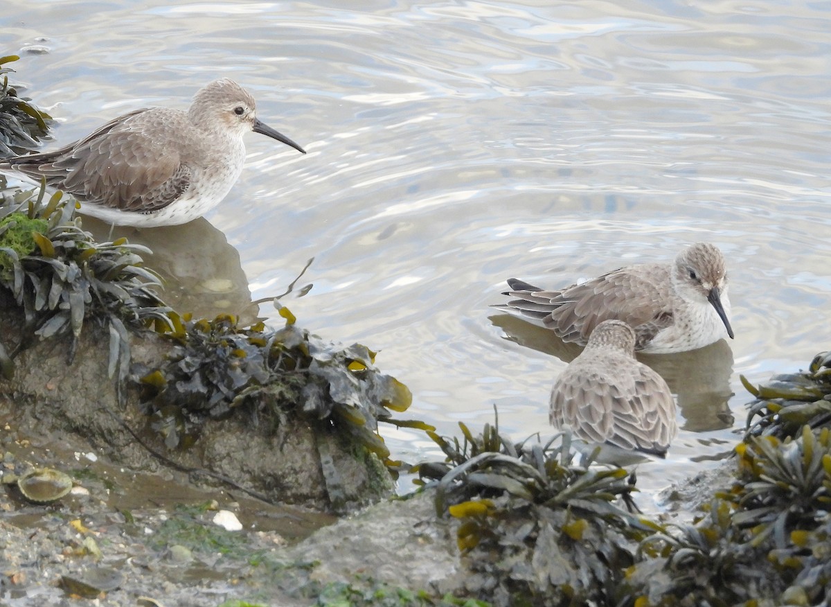 Хар элсэг - ML646583071