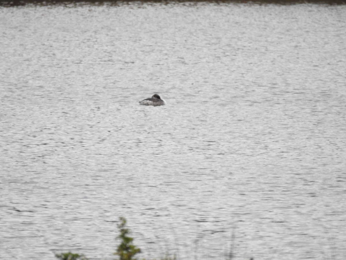 Svasso collorosso - ML646583072