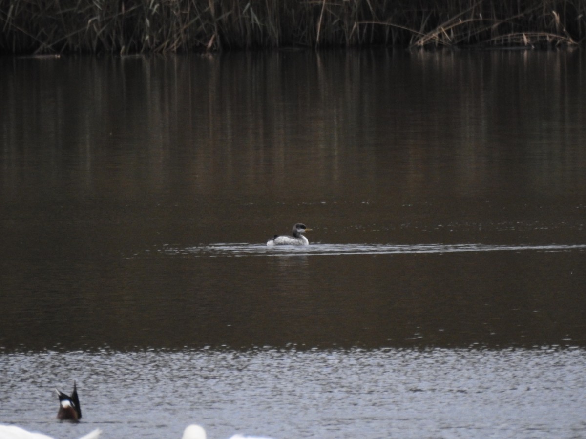 Svasso collorosso - ML646583073