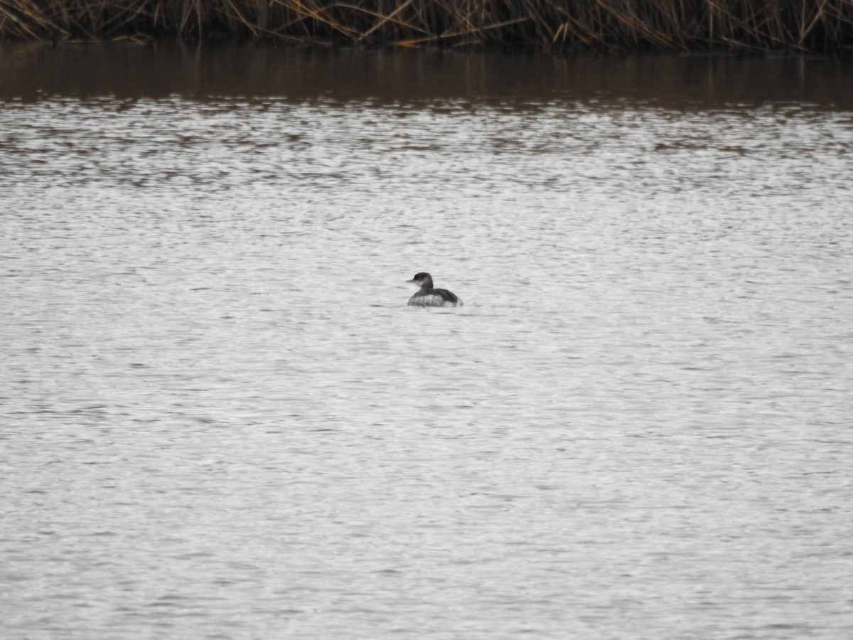 Svasso collorosso - ML646583074