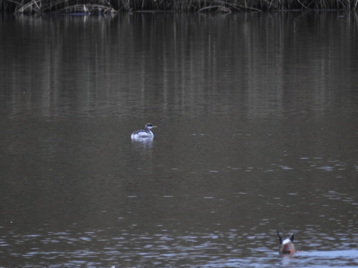 Svasso collorosso - ML646583075