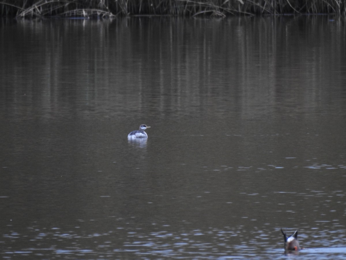 Svasso collorosso - ML646583076