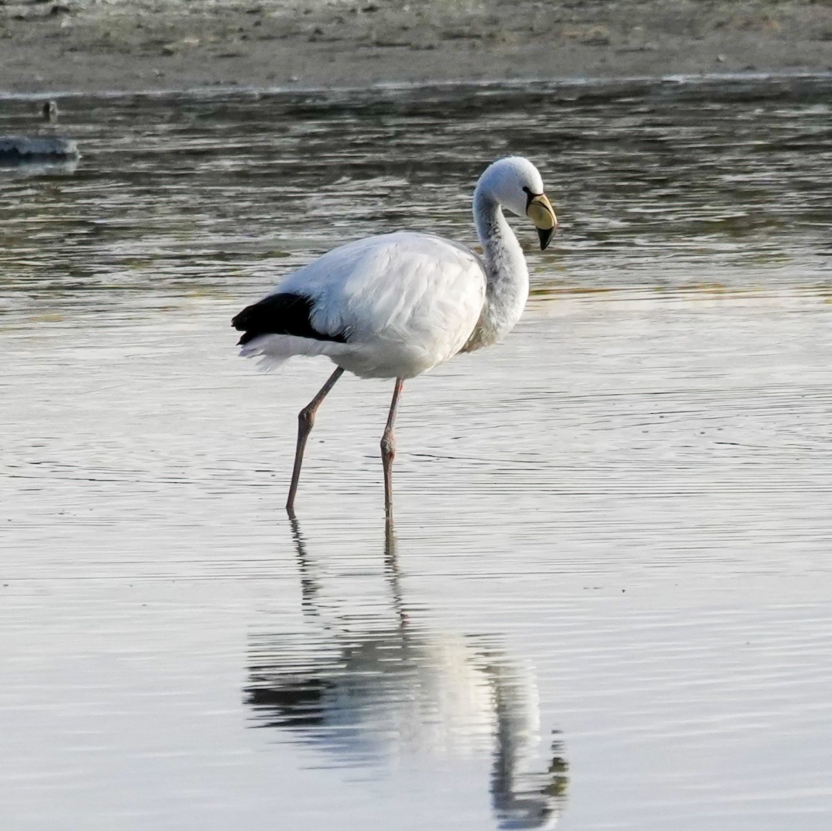 James's Flamingo - ML646583078