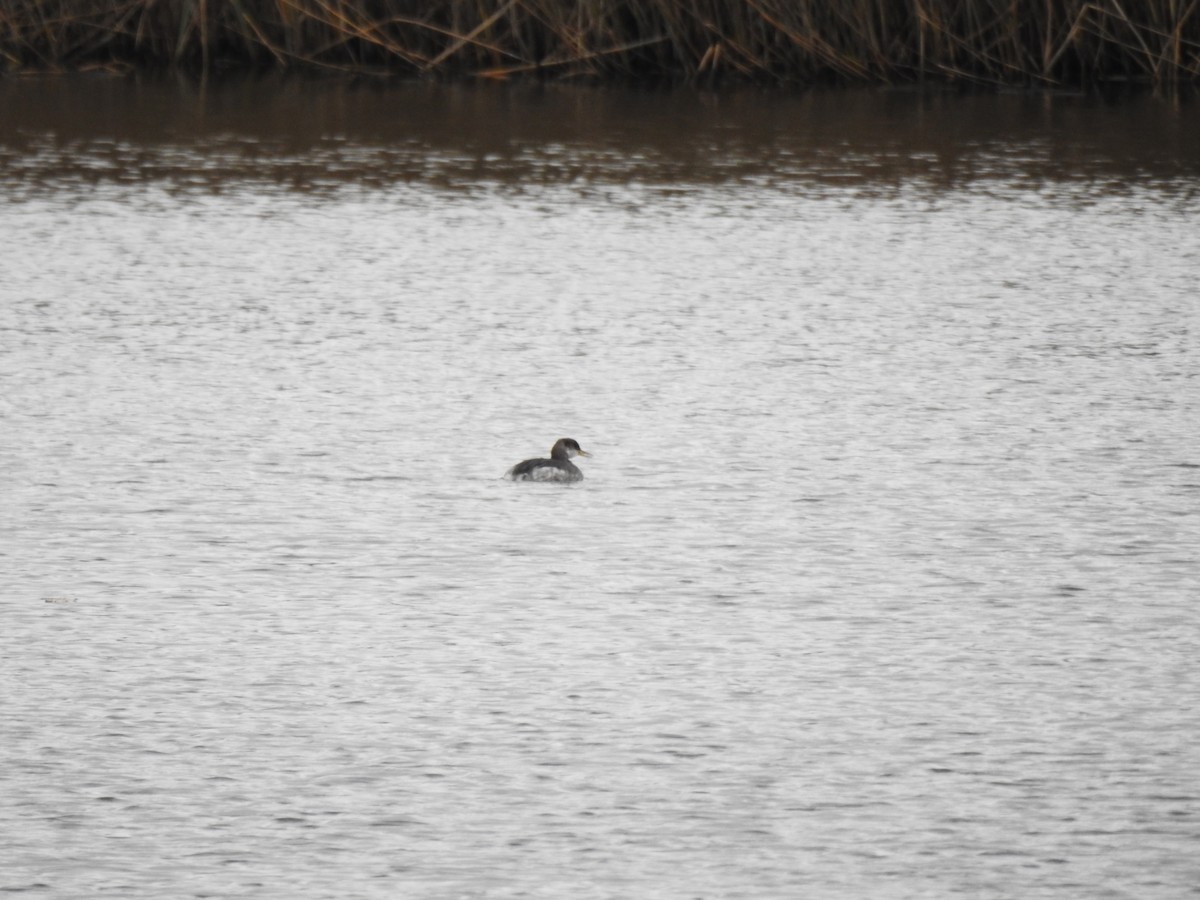 Svasso collorosso - ML646583079