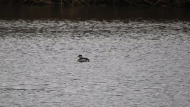 Red-necked Grebe - ML646583081