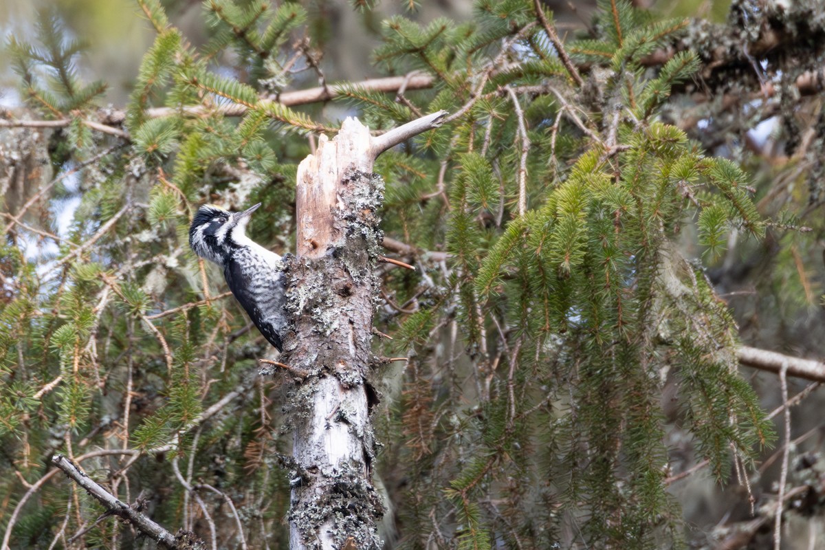 Eurasian Three-toed Woodpecker - ML646583082