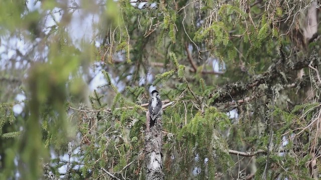 Eurasian Three-toed Woodpecker - ML646583083