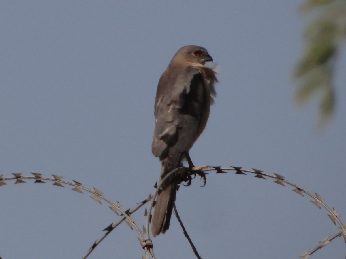 Shikra - ML646583084