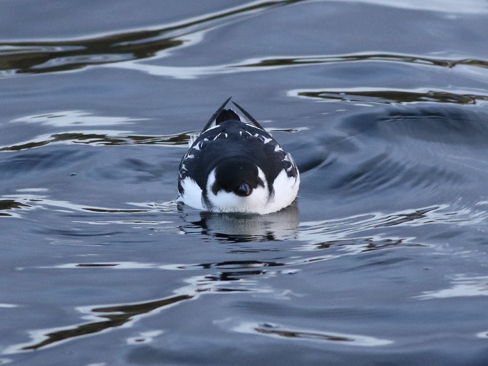 Люрик - ML646583085