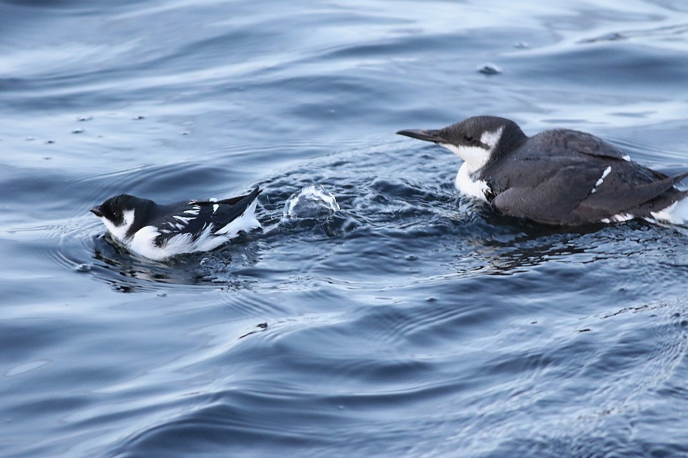 Люрик - ML646583086