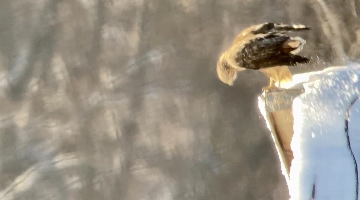 Red-tailed Hawk - ML646583095