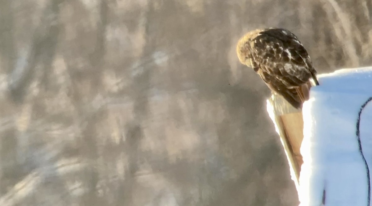 Red-tailed Hawk - ML646583096