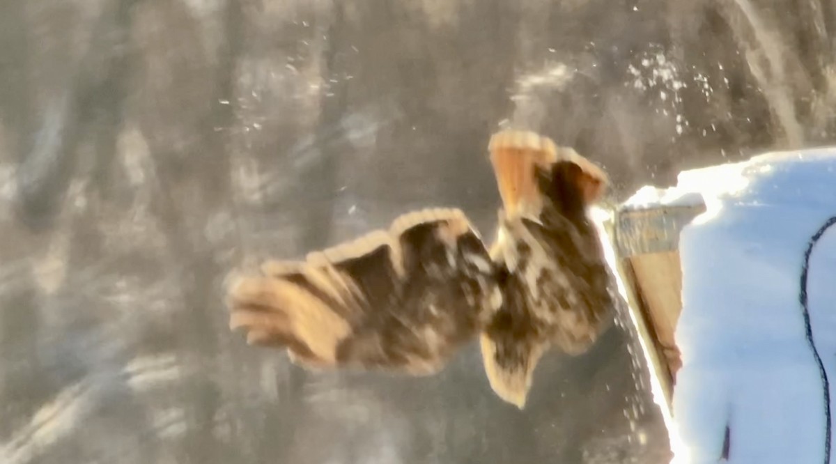 Red-tailed Hawk - ML646583097