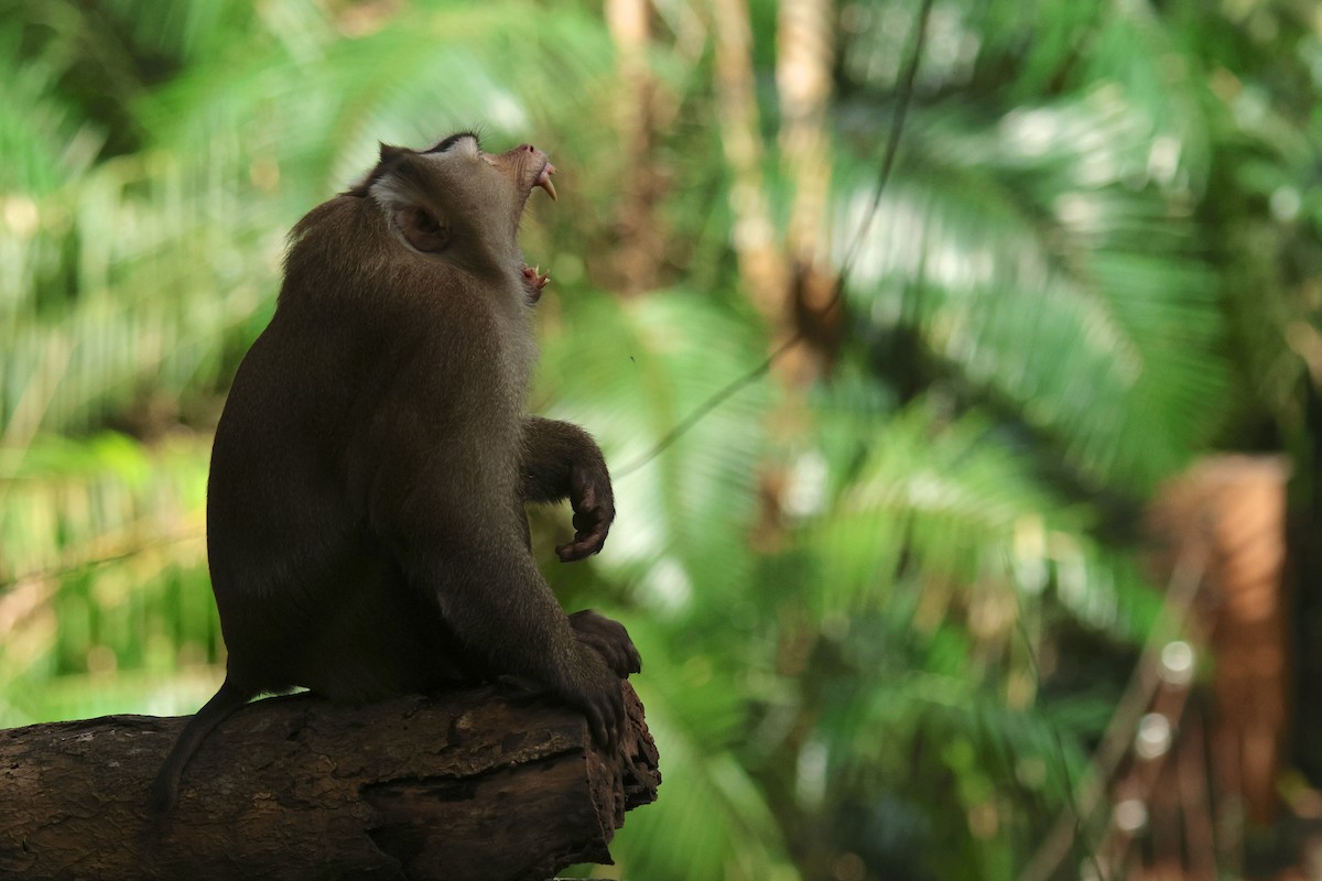 Northern Pig-tailed Macaque - ML646583098
