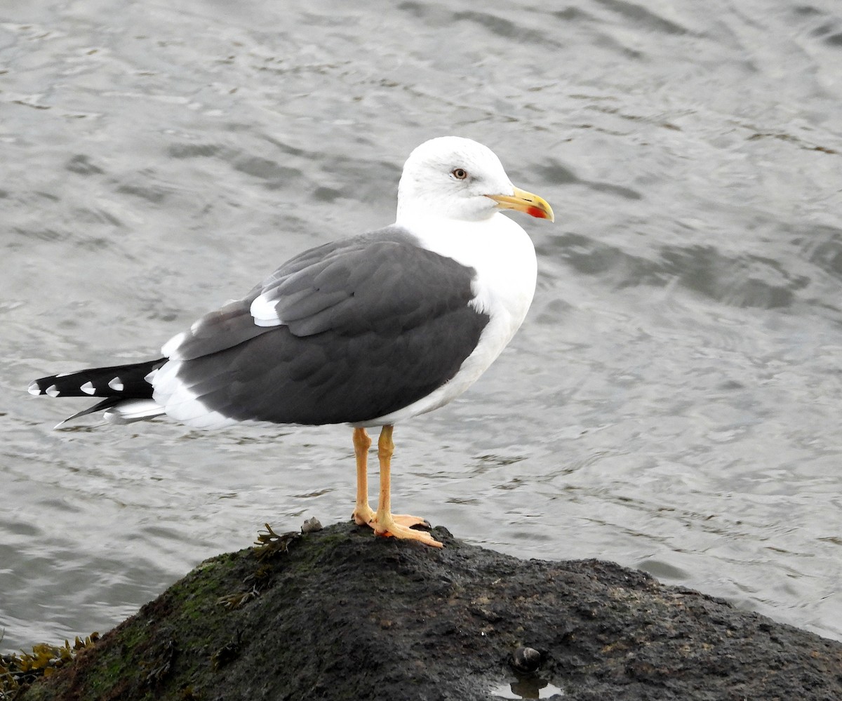 Lesser Black-backed Gull - ML646583099