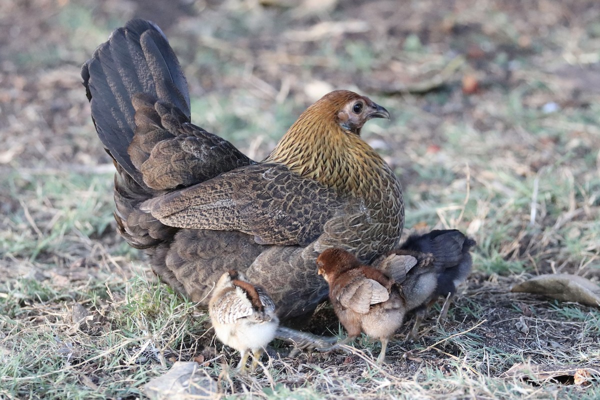 kur domácí - ML646583103