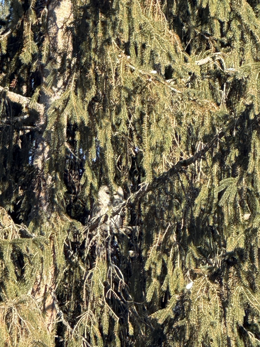 Barred Owl - ML646583110