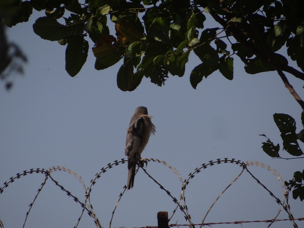 Schikrasperber - ML646583111