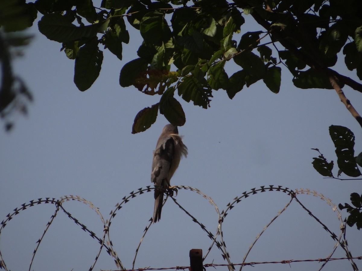 Shikra - ML646583113