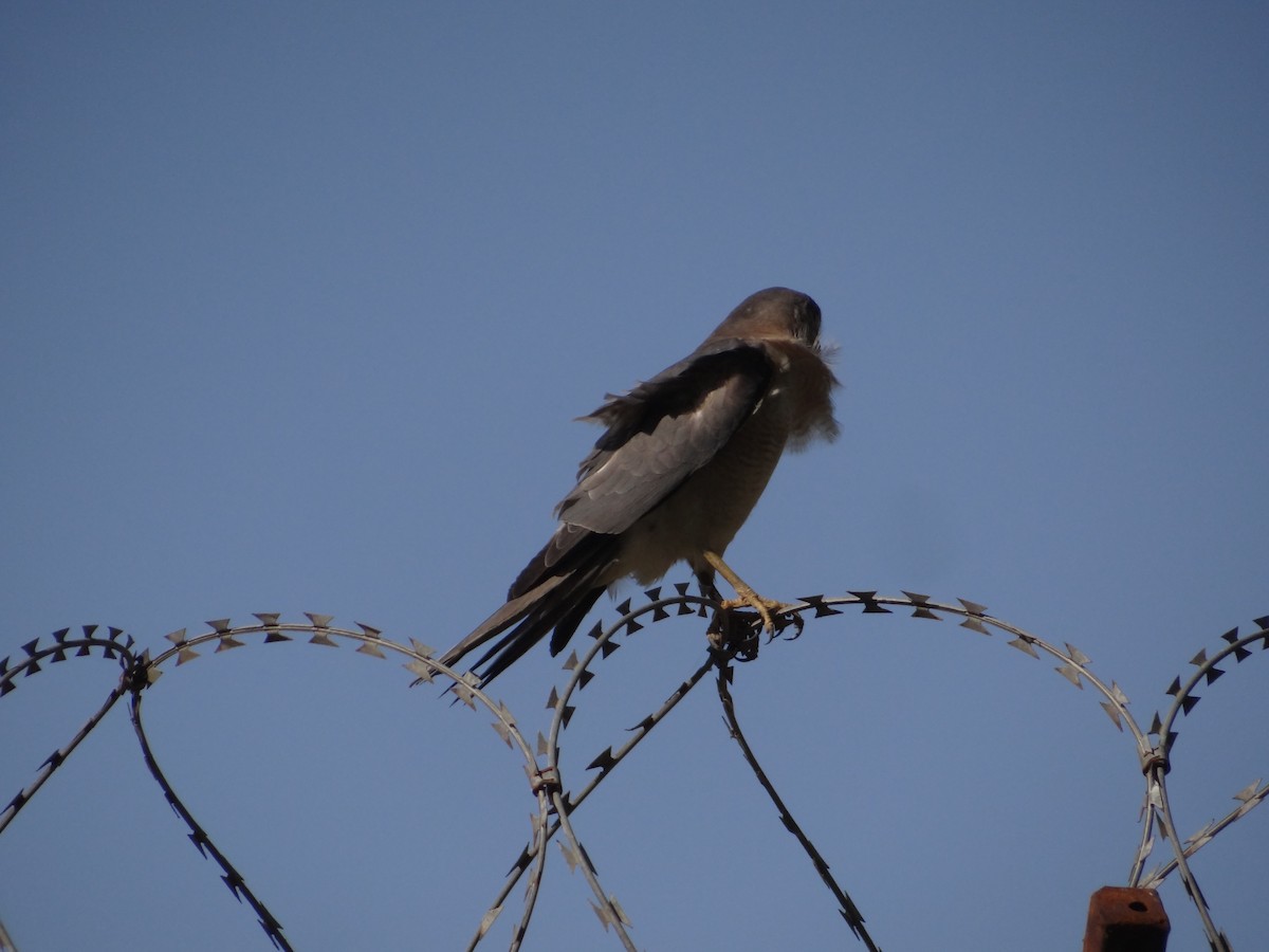 Shikra - ML646583114