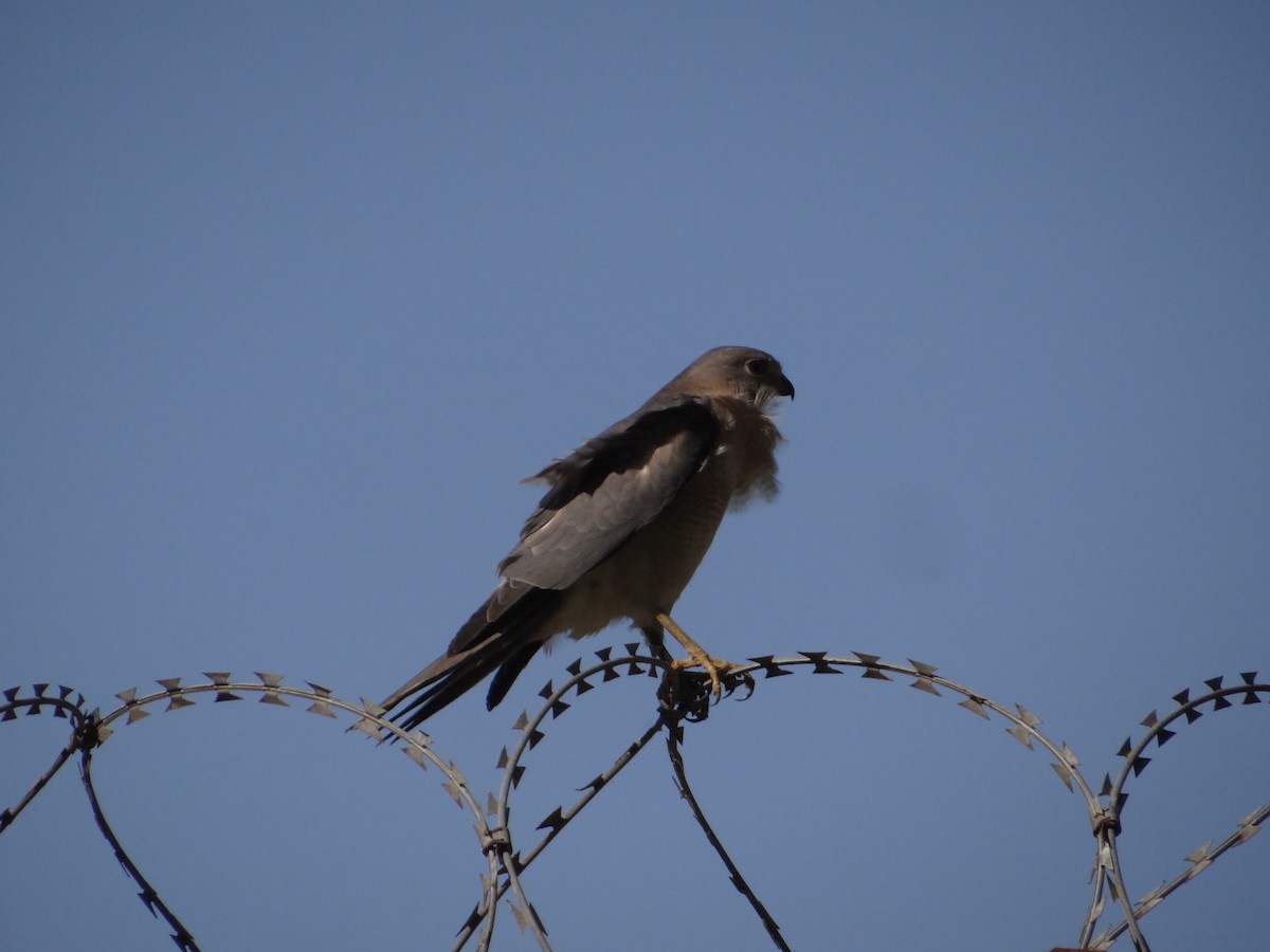 Schikrasperber - ML646583115